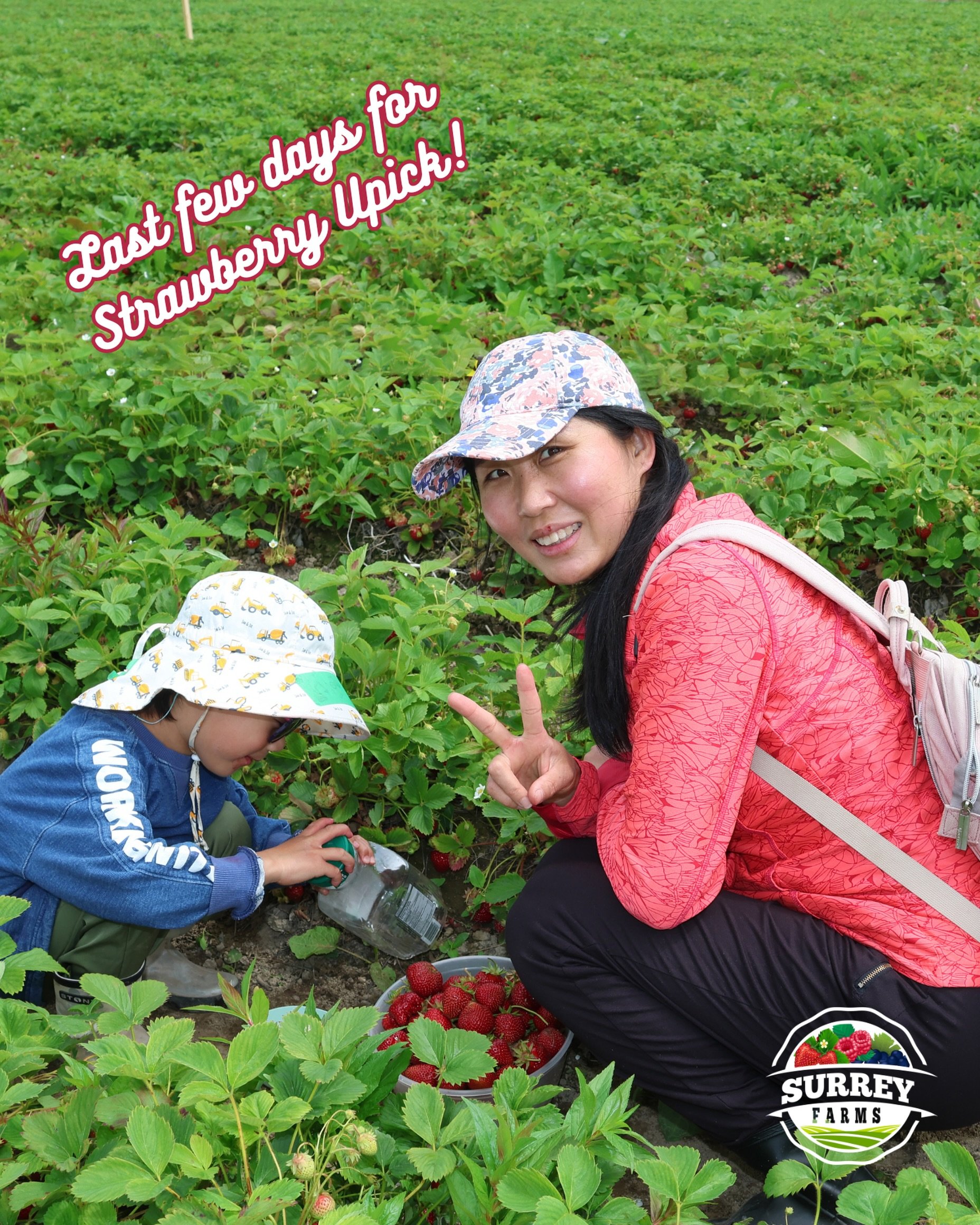 Don&rsquo;t miss out the last chance to spend a day at the farm, picking up some fresh strawberries and freezing them for the season ahead🍓

UPick 💲: $2/lb
(No entry fee)

📍4981 King George Blvd, Surrey
📍5180 152 Street, Surrey
(Open daily 9am to