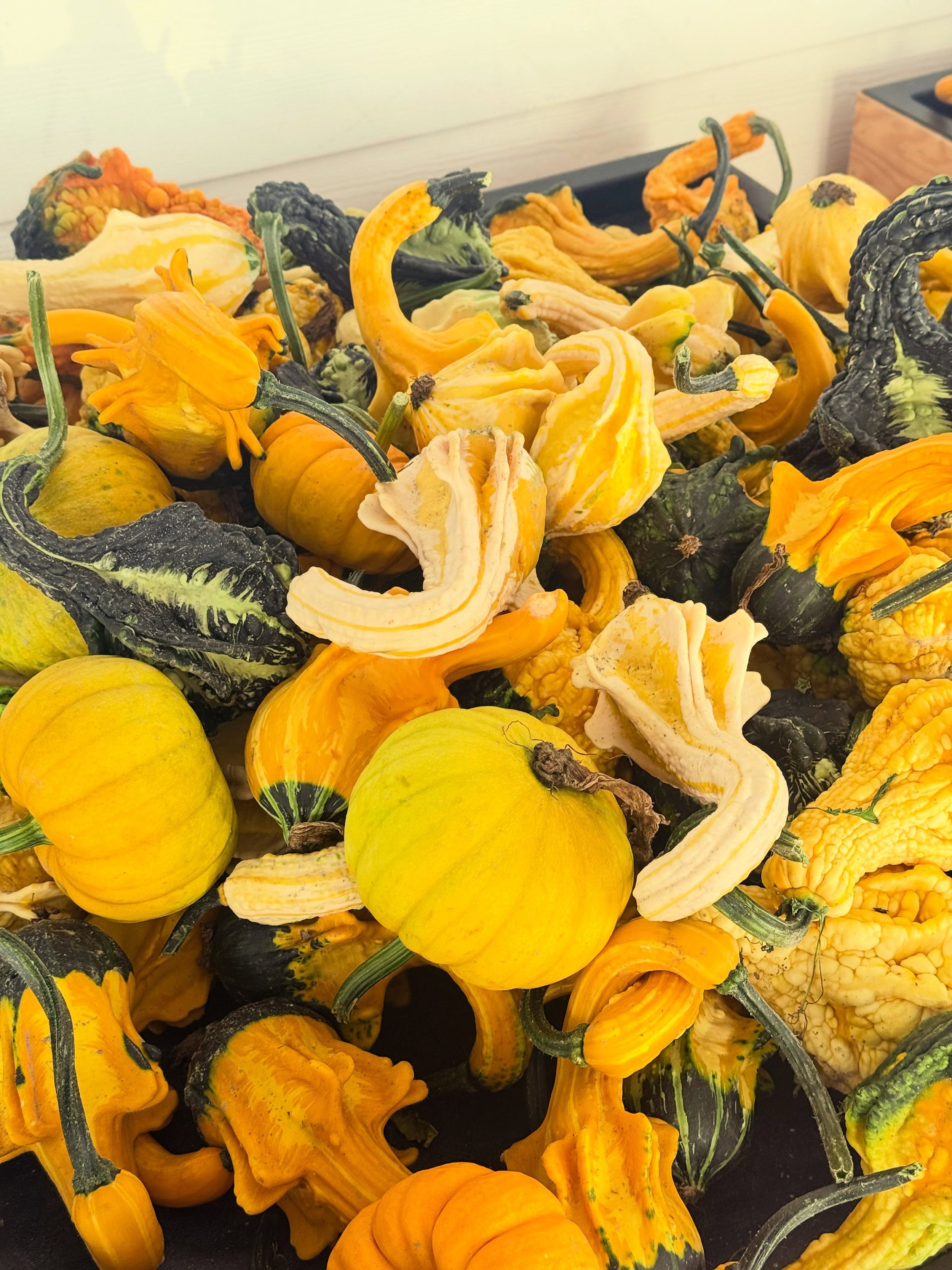 🍁 Different shapes, different sizes, and different personalities &mdash; but all equally beautiful. Celebrating the simple, colorful, and cozy magic of pumpkin season! 🎃🤎

#PumpkinSeason 🎃 #AutumnVibes 🍂 #PumpkinPatch 🧡 #FallAesthetic ✨ #Harves