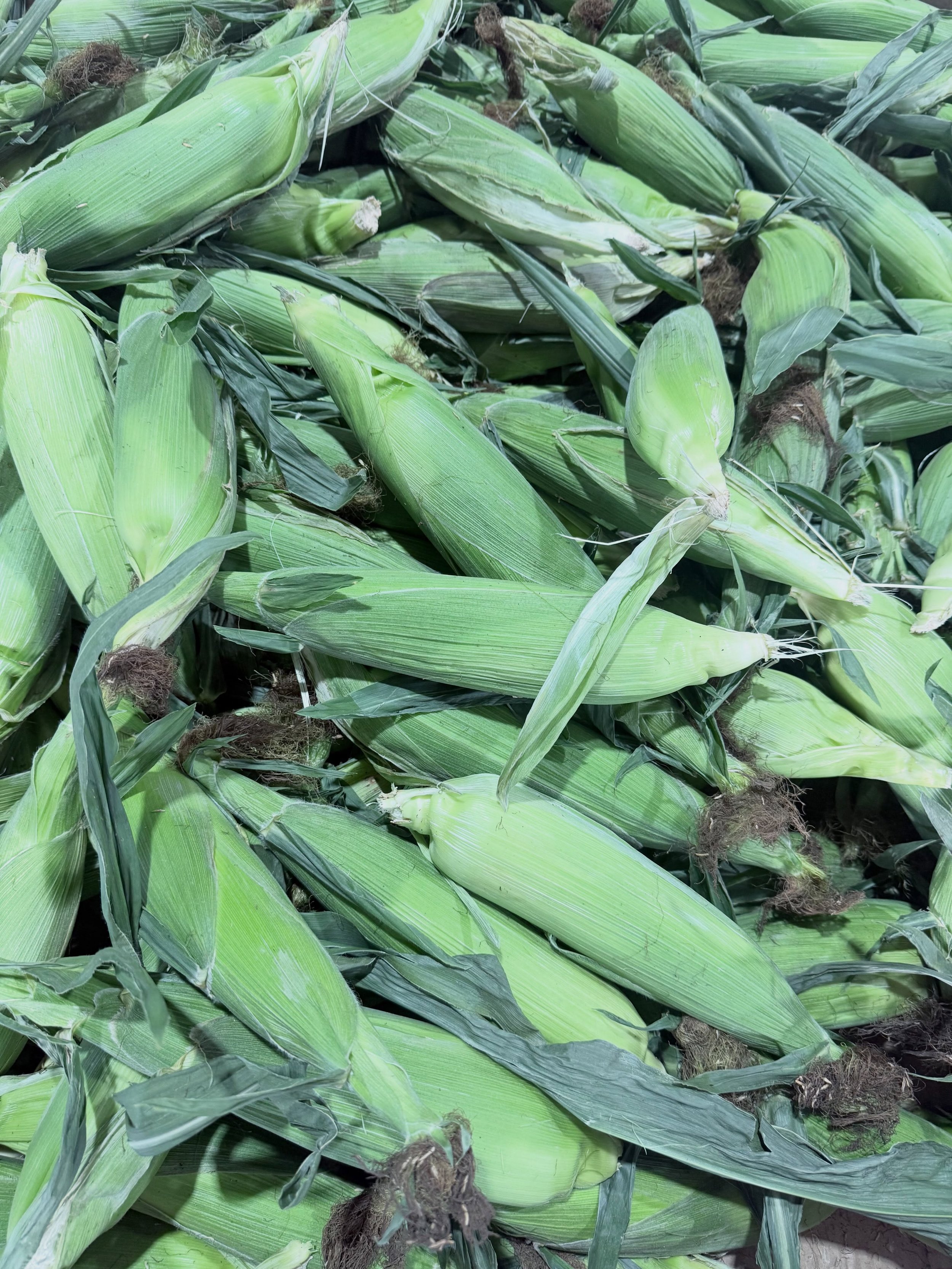 🌽💛 Fresh, golden, and naturally sweet &mdash; beautiful corn bursting with color and goodness. A little taste of sunshine and summer in every bite! ☀️✨

#SweetCorn #FreshCorn #FarmFresh #CornLovers #FreshProduce

📍Farm Markets 
5180 152 Street
498