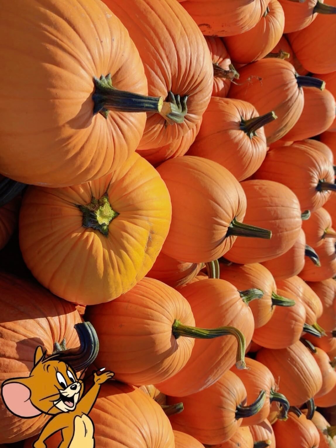 🎃🍂 BIG, BEAUTIFUL PUMPKINS ARE HERE! 🍂🎃

Fresh from our very own field! 🌾🧡 These pumpkins are nice, big, fresh, and perfect for decorating, carving, or bringing that cozy fall feeling home. 🍁

Come pick your favorite pumpkin and celebrate the 