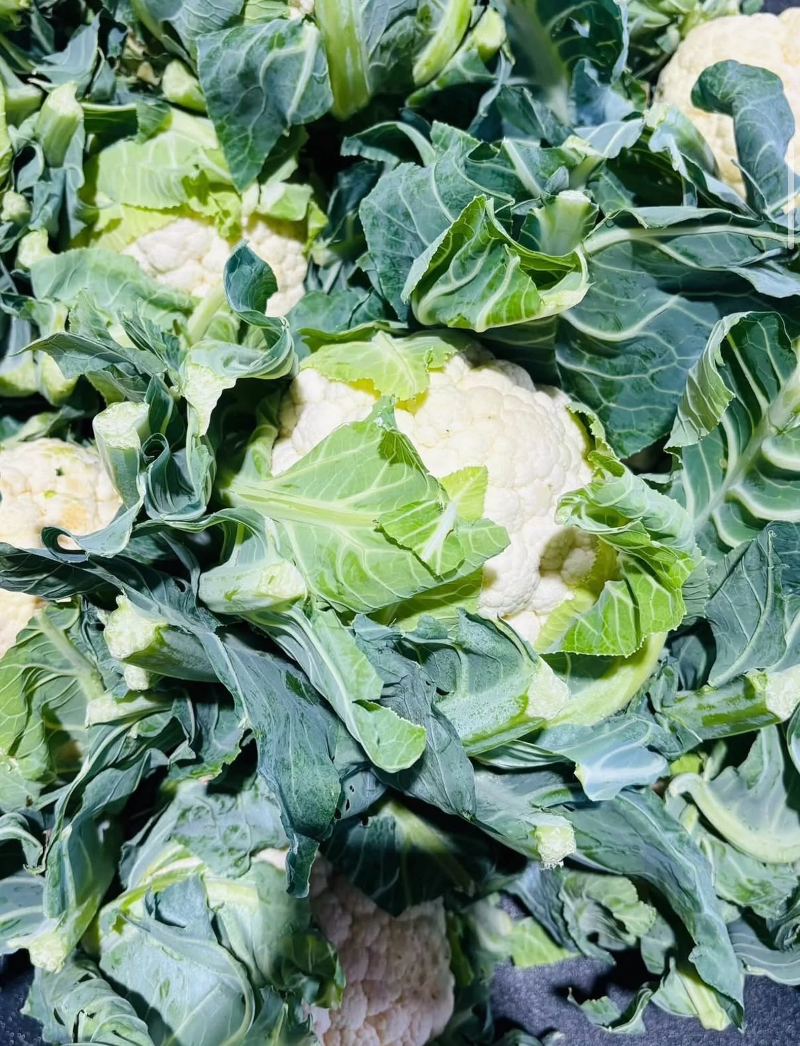 Fresh from the local fields to your table!
Crisp, wholesome, and naturally delicious - our local cauliflower is here to add a little freshness to every meal.
#LocalProduce #FreshFromTheFarm
#LocalCauliflower #FarmFresh #EatLocal

📍Farm Markets 
5180