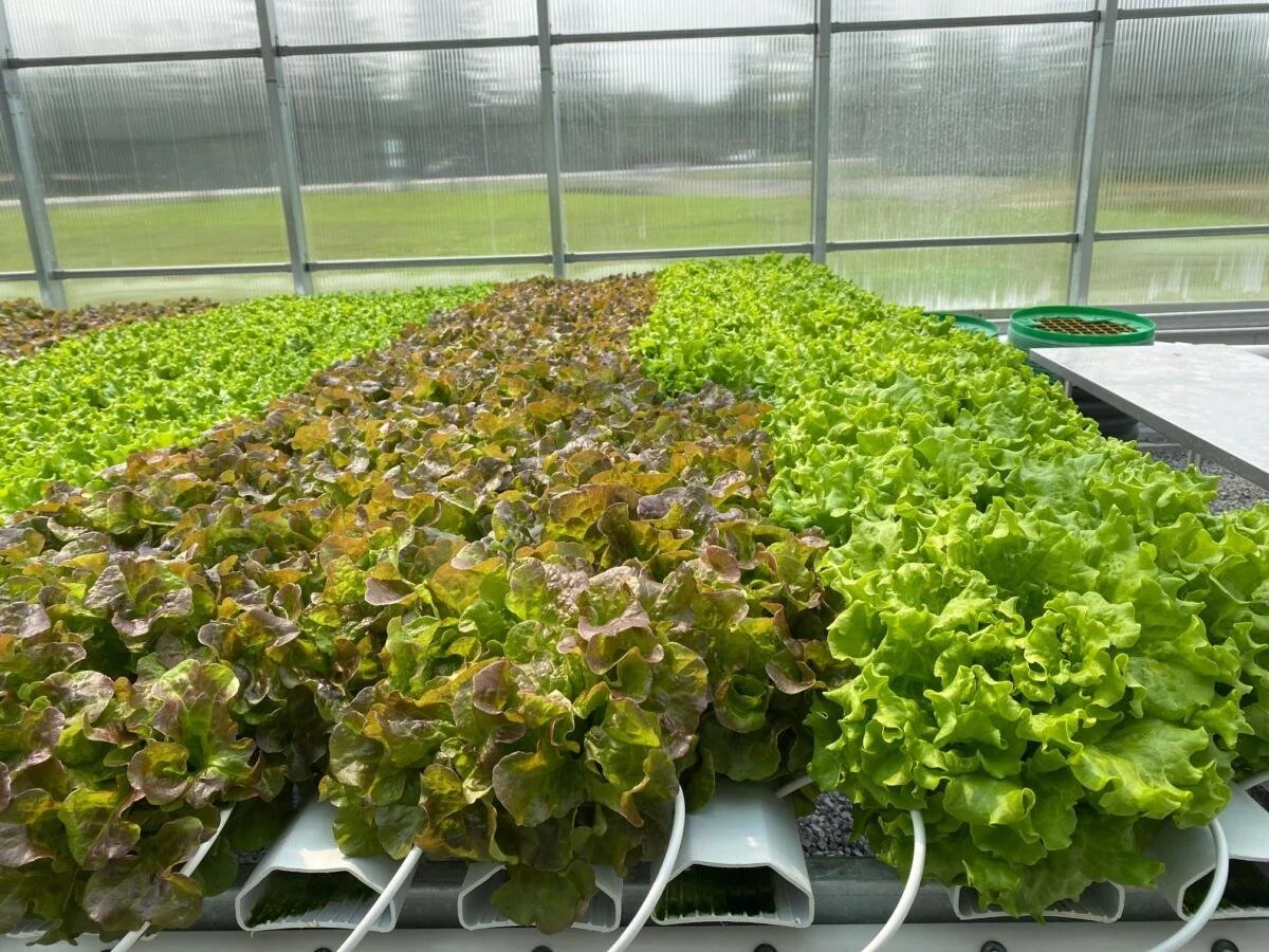 greenshaus-image-3.jpeg