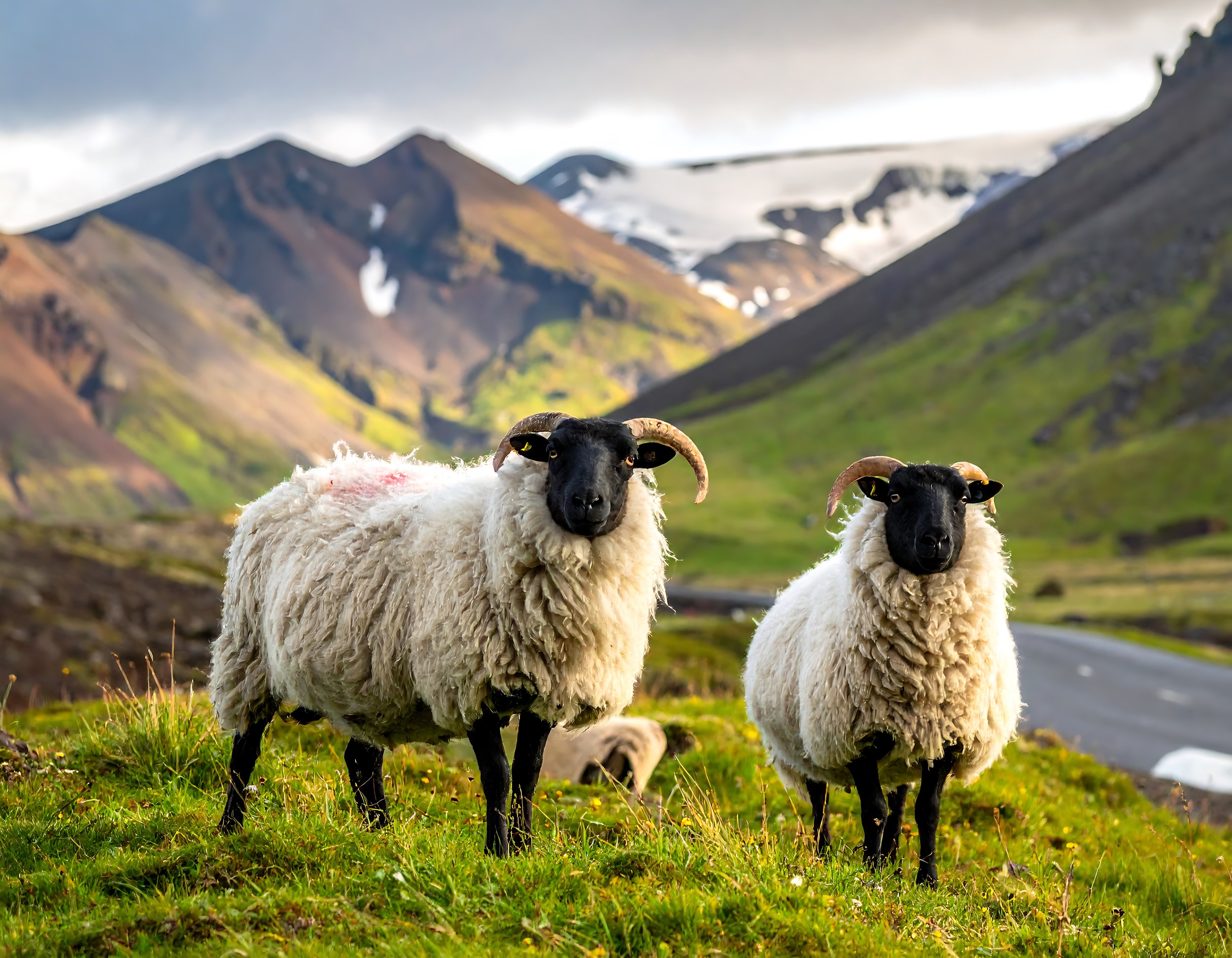 Farmland and wool Factory