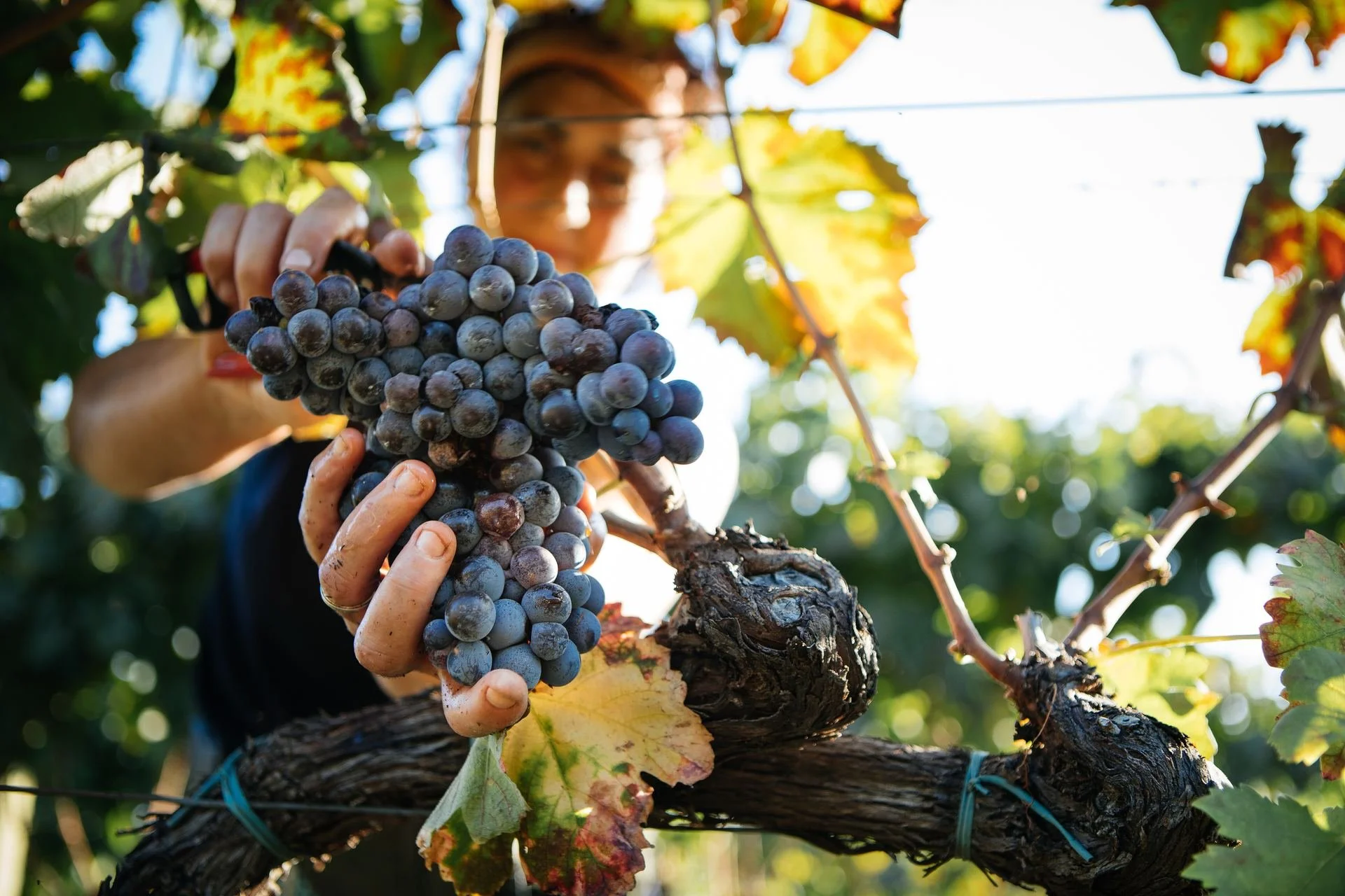 Neapolis Archaeological Park & Pupillo Winery