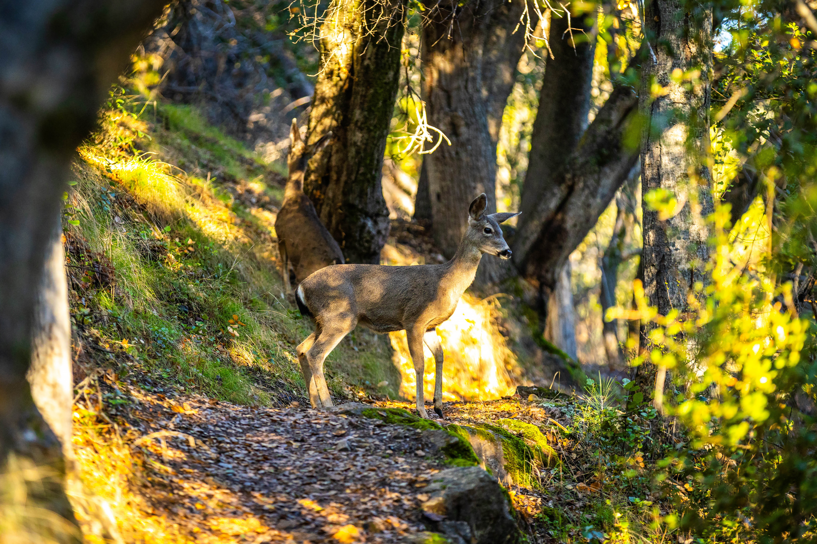 Point Lobos National Park in Carmel