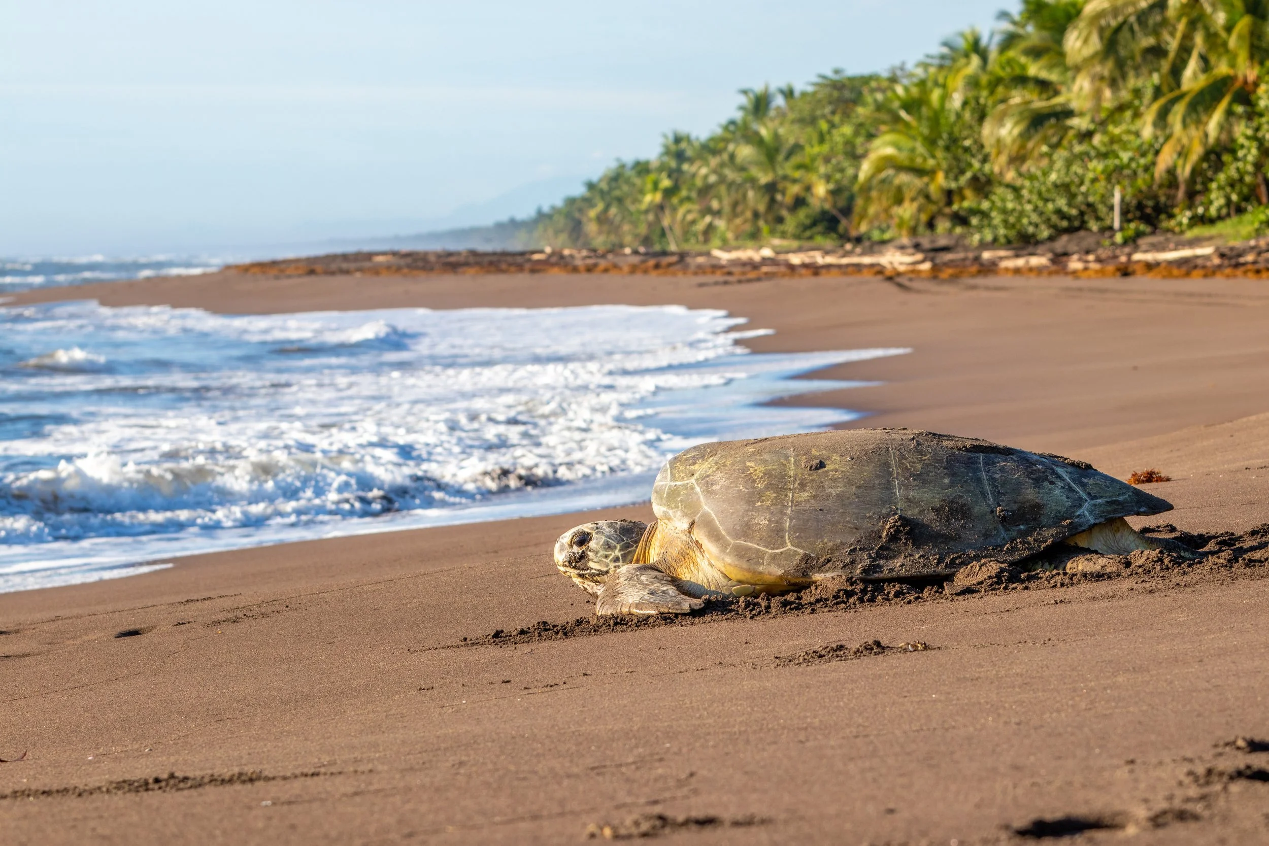 Sea turtle season on the beach in costa rica