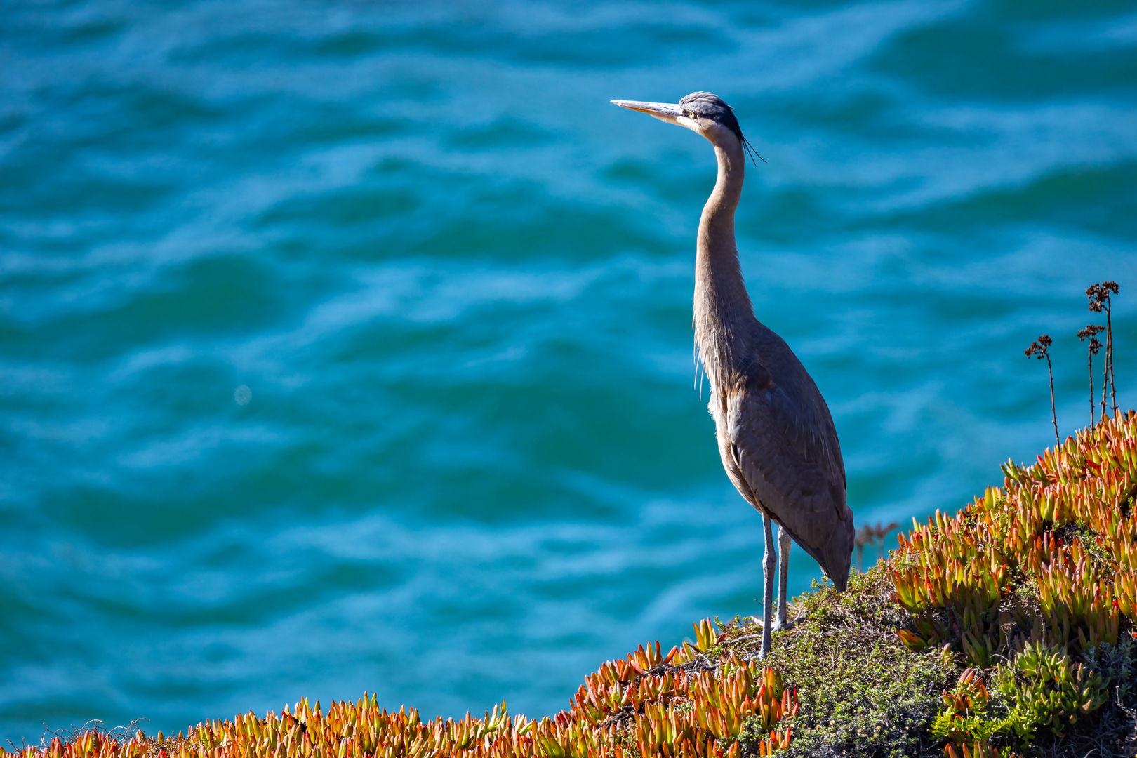 A heron standing on a patch of orange and green succulents at the edge of a body of water.