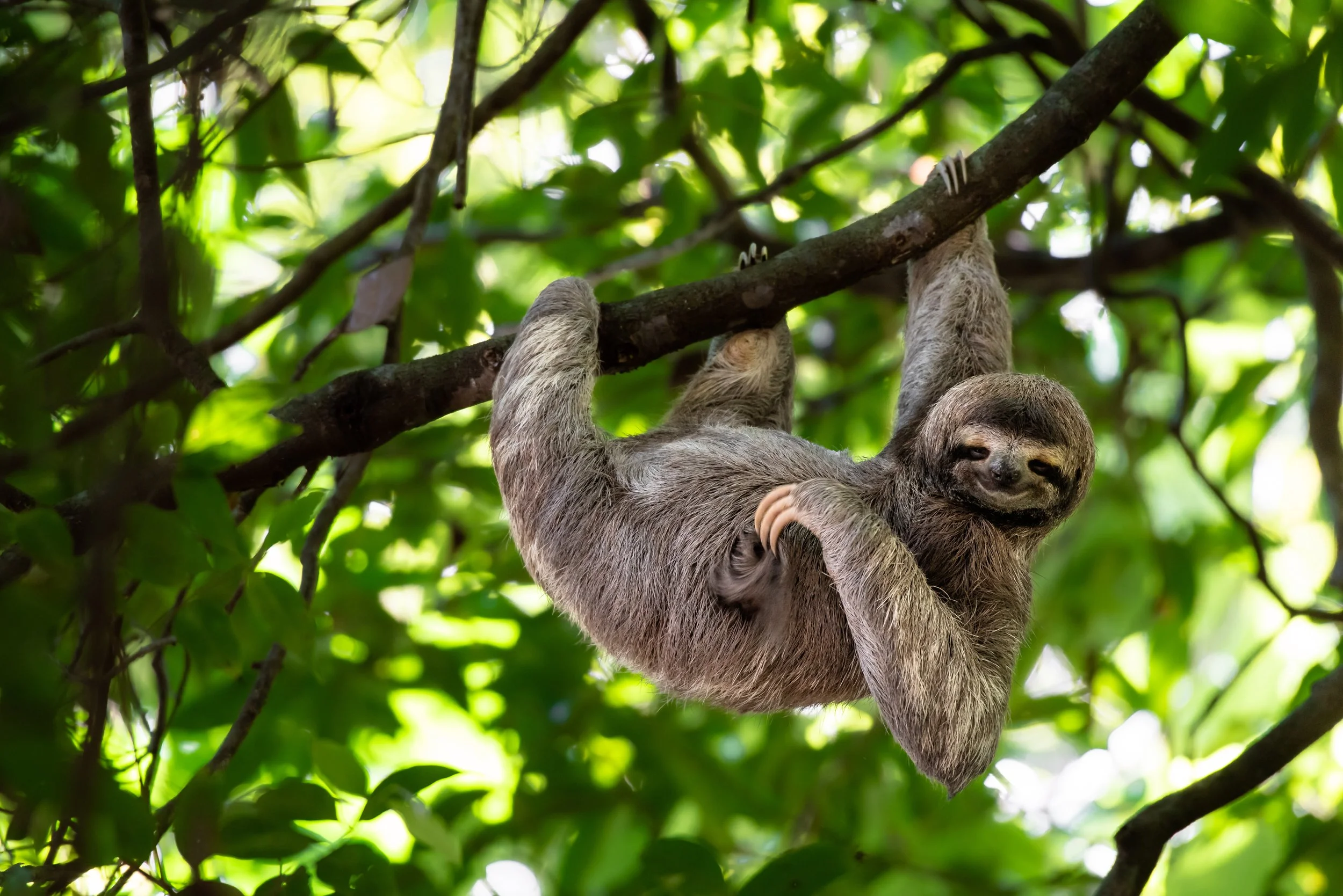 Sloth hanging upside down from a tree branch surrounded by green leaves in a forest