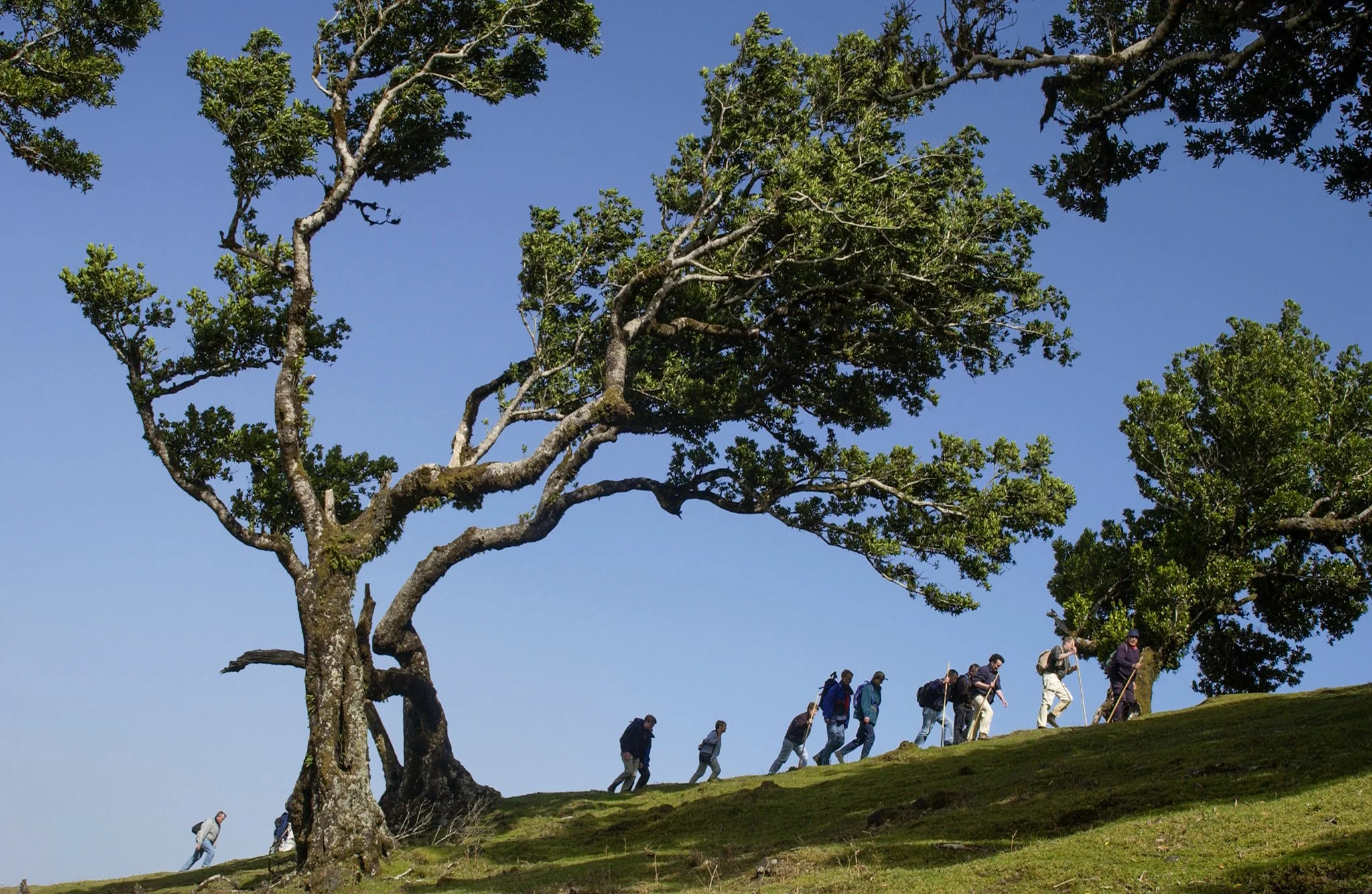 Group of people hiking on a grassy hill with tall, twisted trees and a clear blue sky in the background.