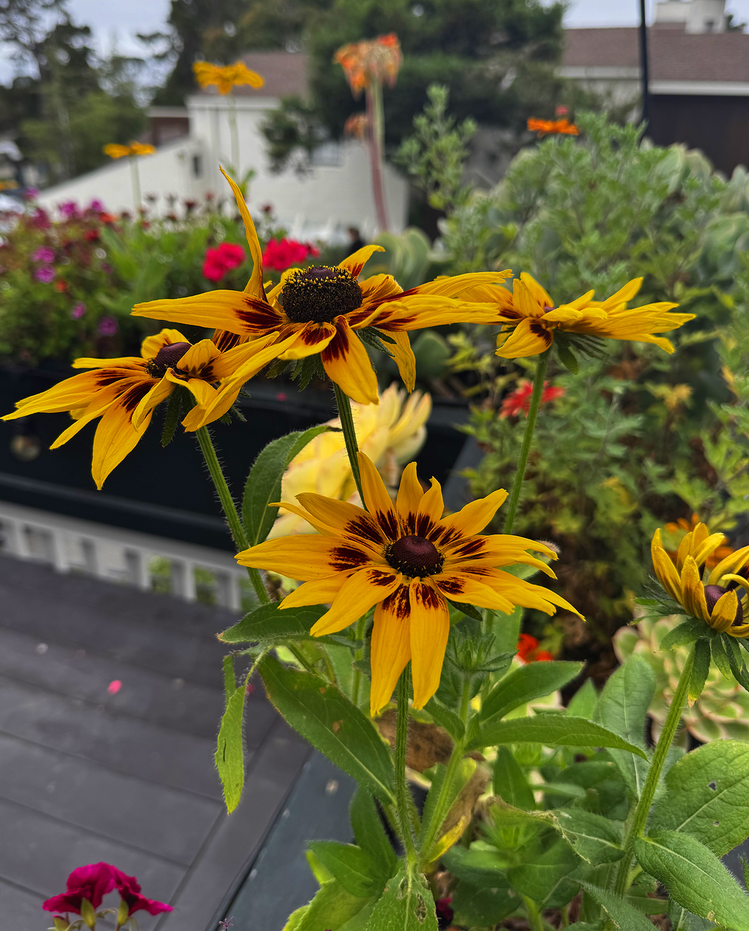 Close-up of yellow flowers with dark centers, surrounded by green leaves, on a garden balcony with other plants and a blurred background of houses and trees.