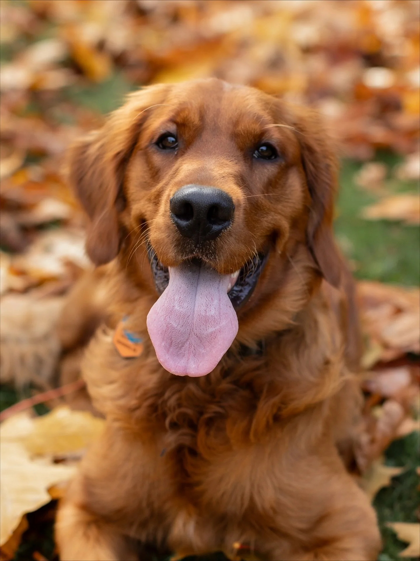 It&rsquo;s Maizey&rsquo;s 1st birthday! 

Happiest of birthdays to our best friend, ball-crazed Maizey girl! She also responds to gumba, Maizey the menace, Maize, and Maizey Mango. She was the best Christmas surprise and we are all completely obsesse