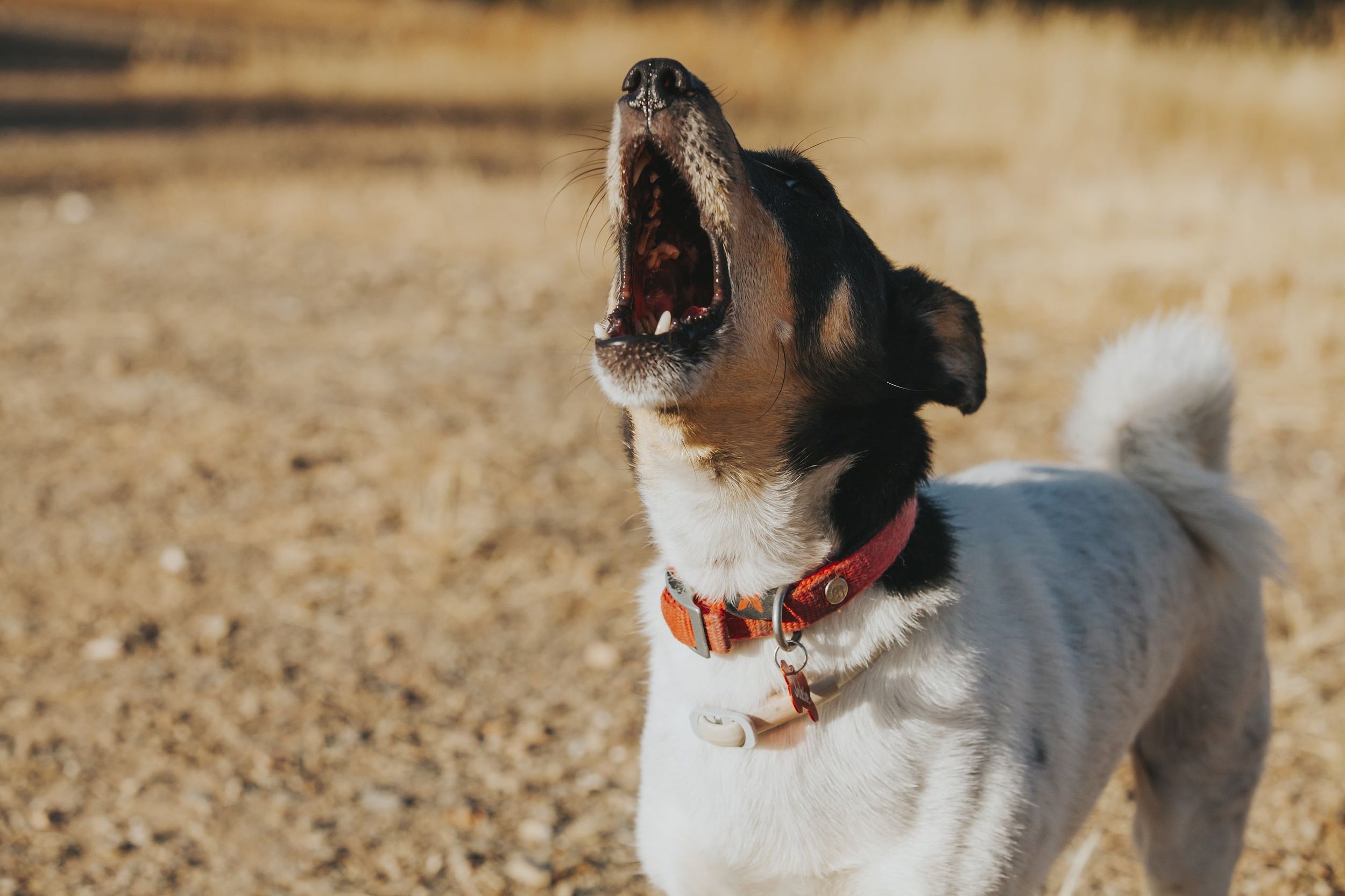 Streamline Excessive Barking Cases with Animal Control Software | Comcate