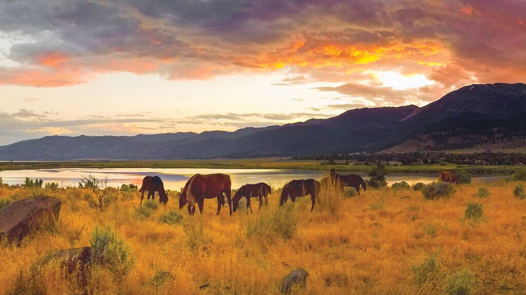 Wild horses grazing near Washoe Lake in Washoe Valley Nevada