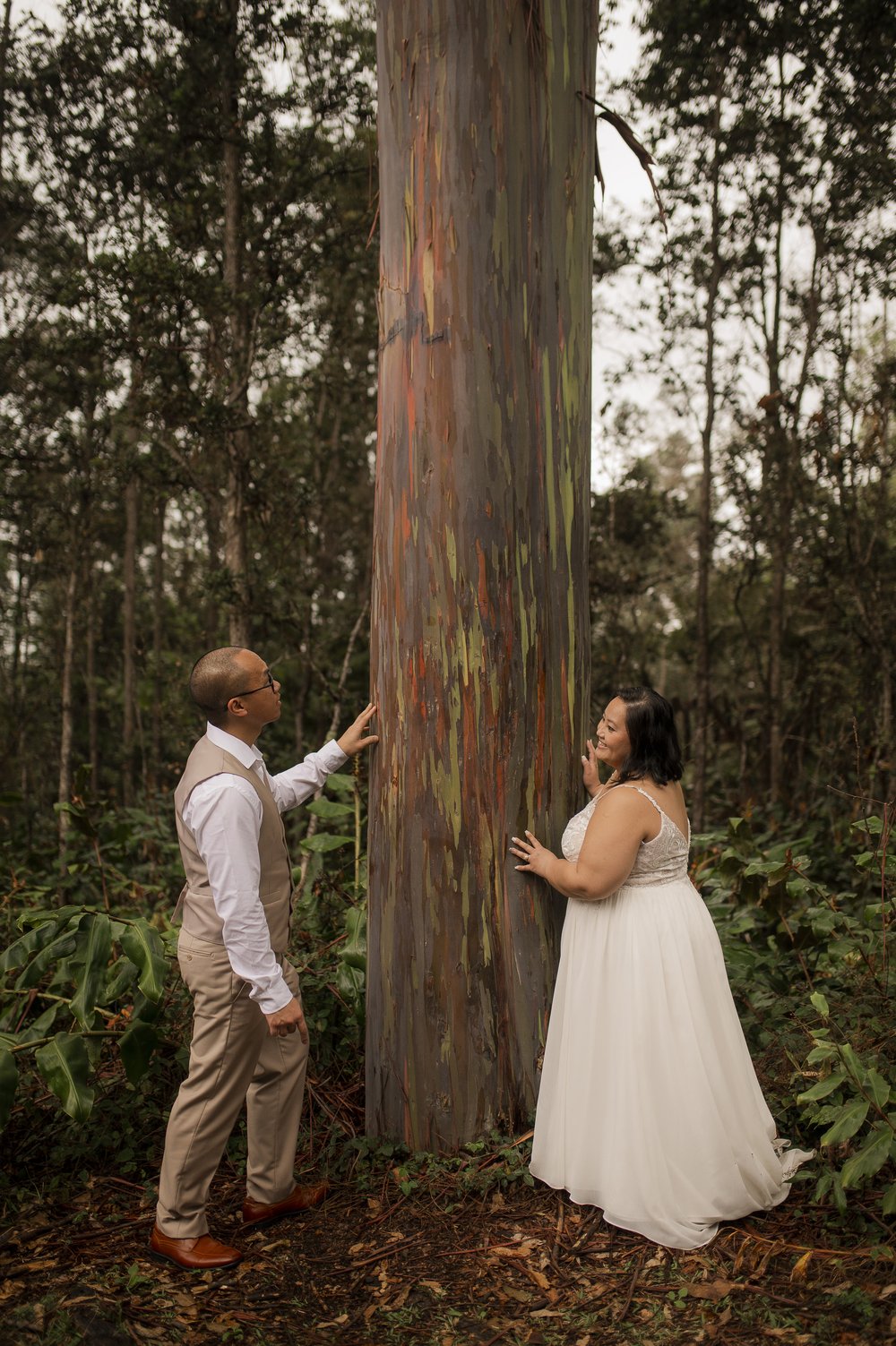 Rainbow Eucalyptus Tree  