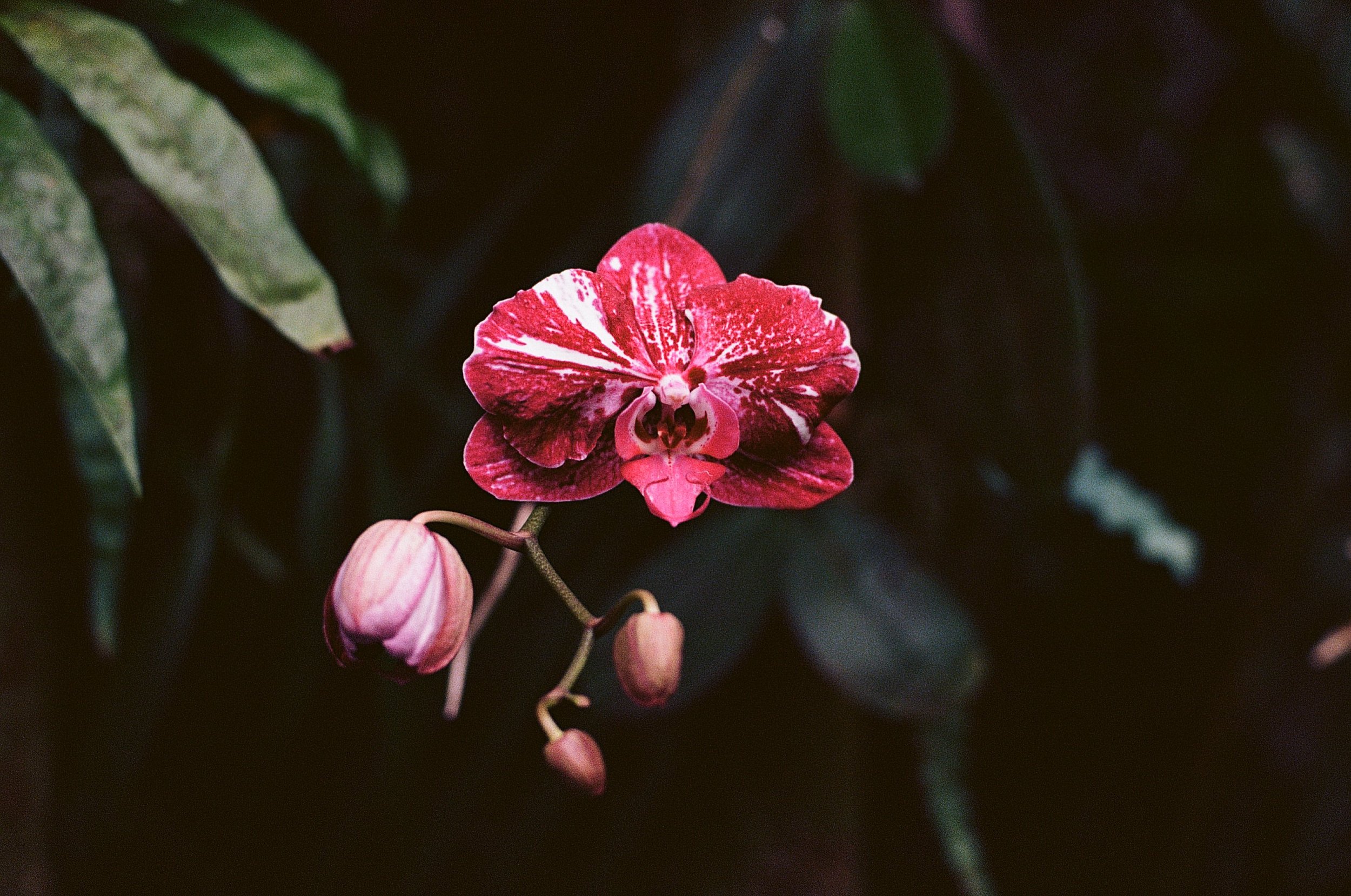 Orchids on 35mm film