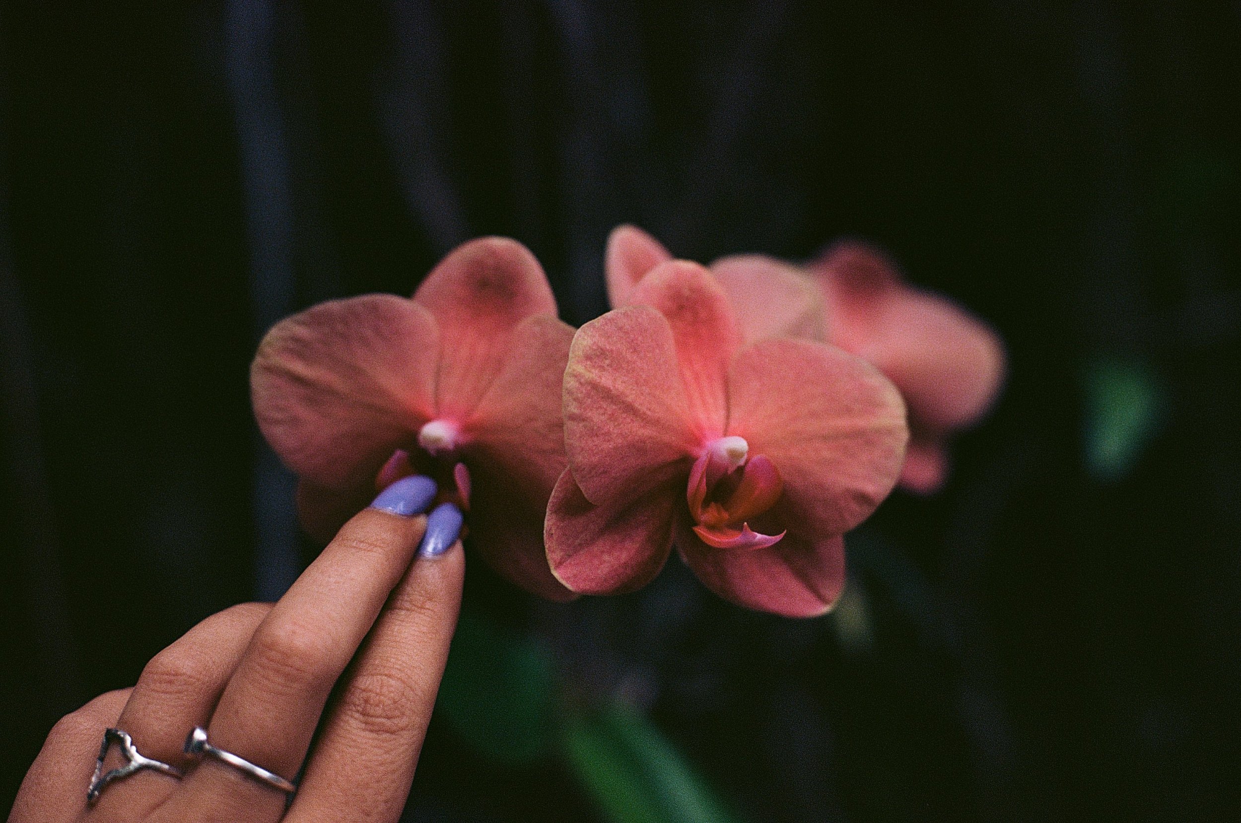 hawaii orchid 35mm film