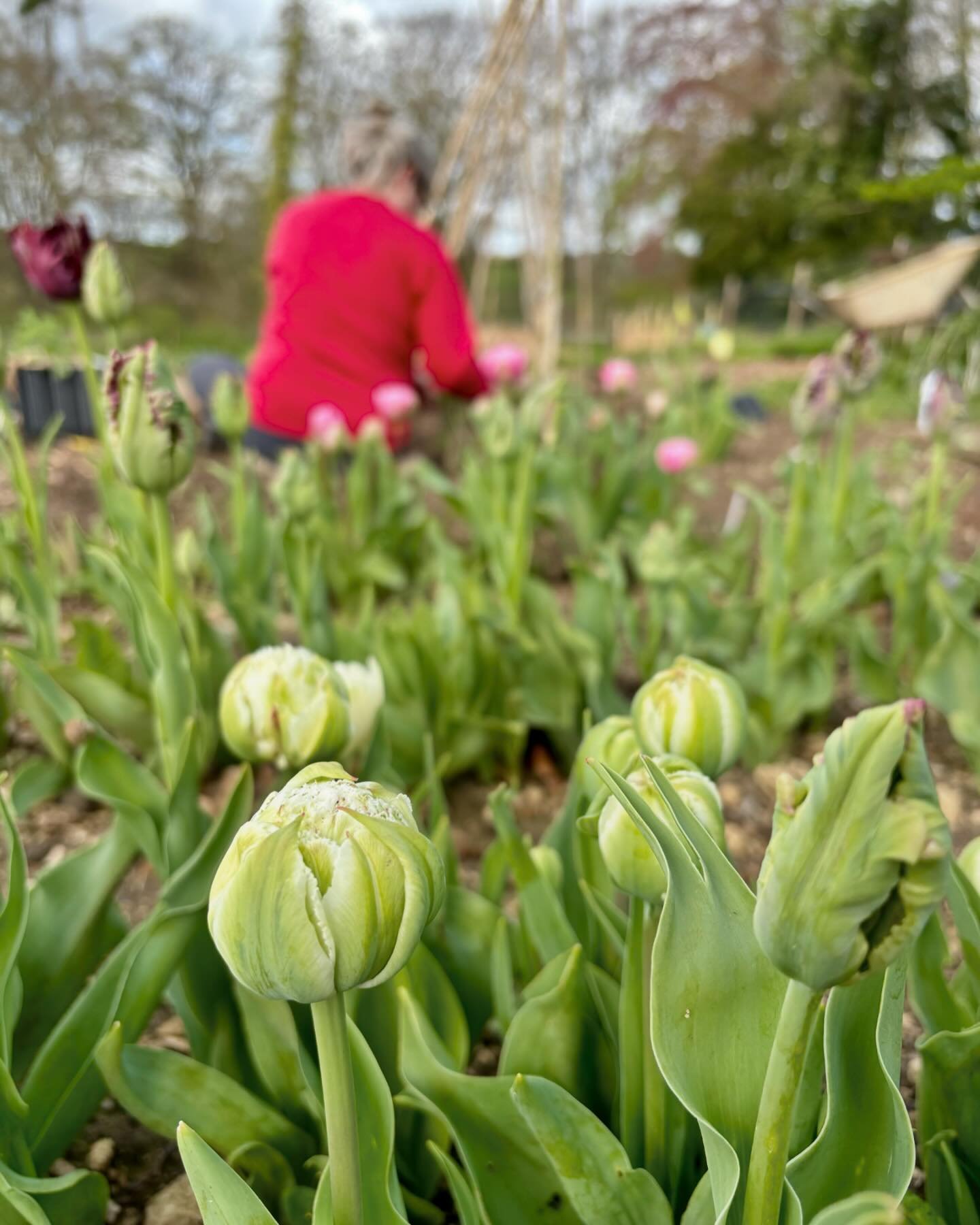 As the tulips come to an end Lorraine has been busy planting out a brilliant variety of sweet pea bred for cut flowers and perfect for weddings. Look forward to some wonderful scent, isn&rsquo;t that the true joy of using British flowers? 

#britishf