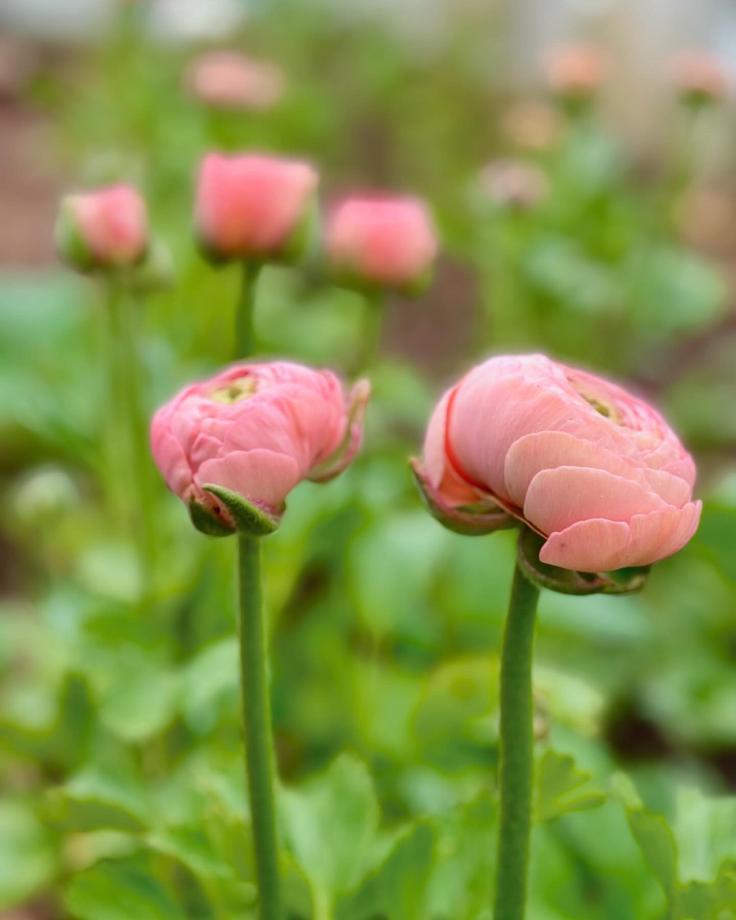 Ranunculus. The roses of spring. They are growing beautifully in the poly tunnel and greenhouses. Please DM us or give one of us a call if you would like some next week - we are all sold out this week! 

#ranunculus #bathflorist #flowerfarmer