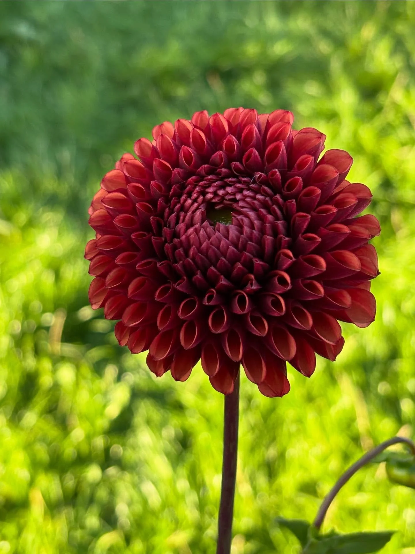 Meet Copperboy. A truly stunning dahlia for professional cut flowers or the home garden. Now is the perfect time to order tubers, we love @peter_nyssen and @hallsofheddon

We&rsquo;ve ordered ours, go and treat yourself 😀

#dahlia #bathflorist #flow
