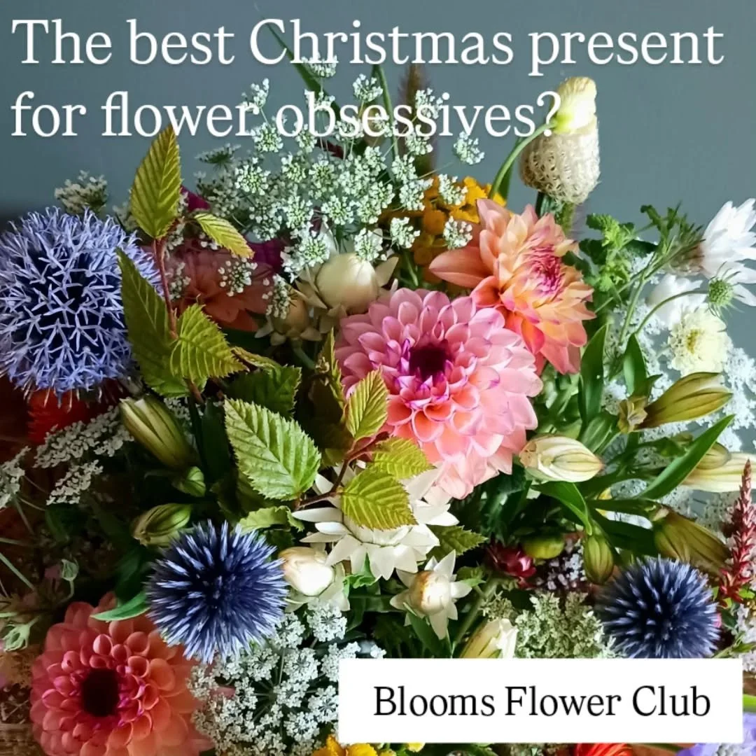 Blooms Flowers Club subscriptions,  gift weekly or monthly seasonal sustainable British flowers this Christmas, available on our website. 
#sustainableflowers #subscriptionflowers #Christmasgifts #Bathflorist #Seasonalblooms