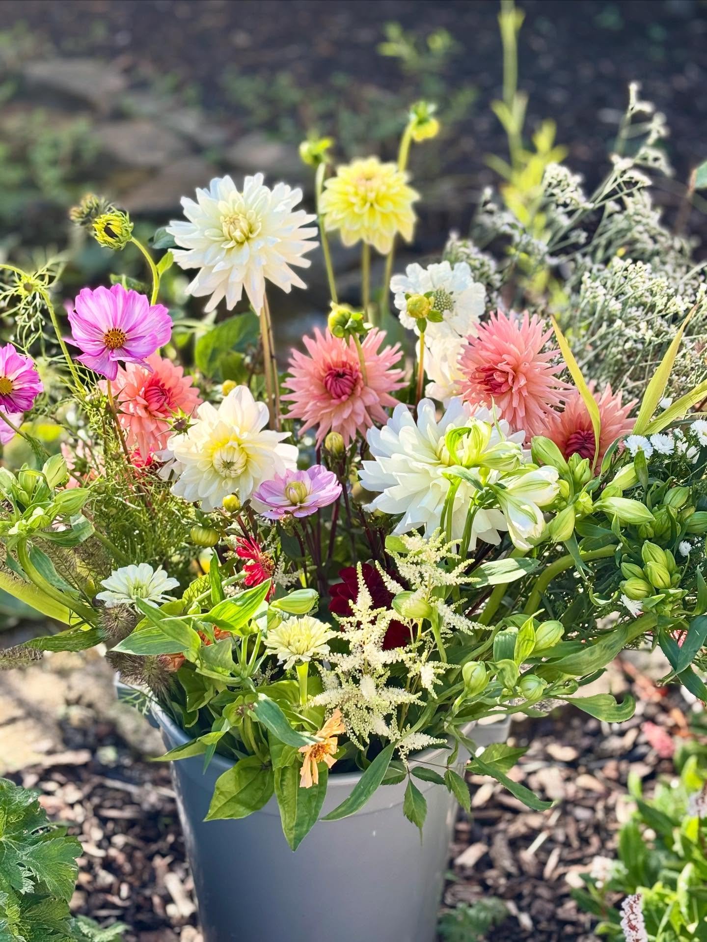 BIG is beautiful. Here is our opulent florist bucket. 50 gorgeous stems of freshly cut flowers and foliage for you to arrange at home or use to create your own special gifts. 

Why not treat yourself? 

#bathflorist #seasonalflowers #flowerfarmerflor