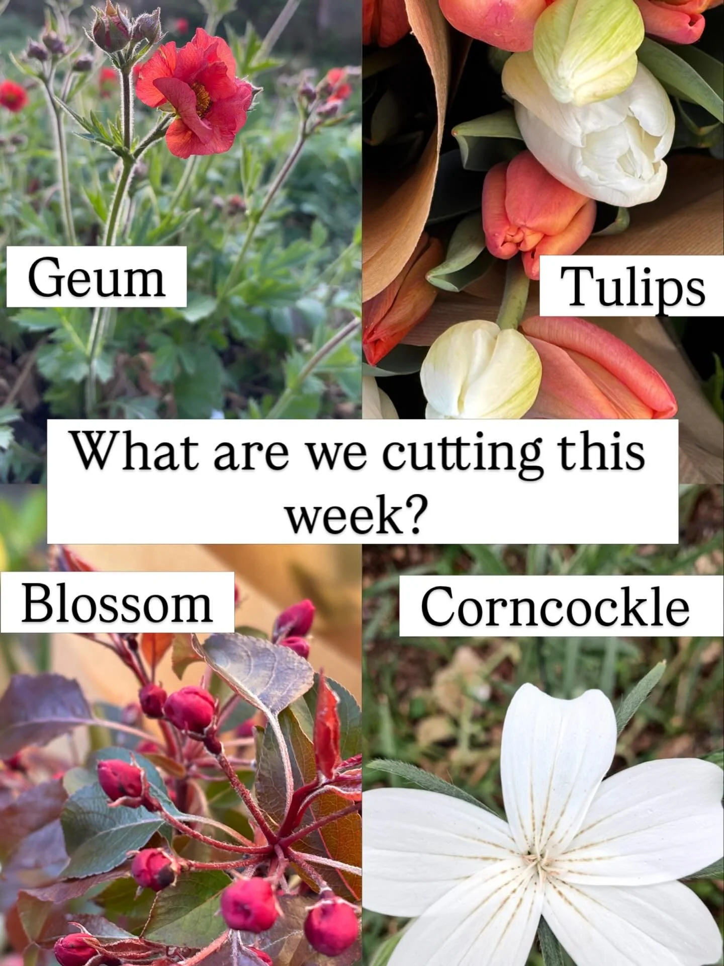 The flower season is well underway with each week bringing unusual and beautiful varieties. Please get in touch if you would like to order flowers or if you have an upcoming event. #sustainableflowers #bathflorist