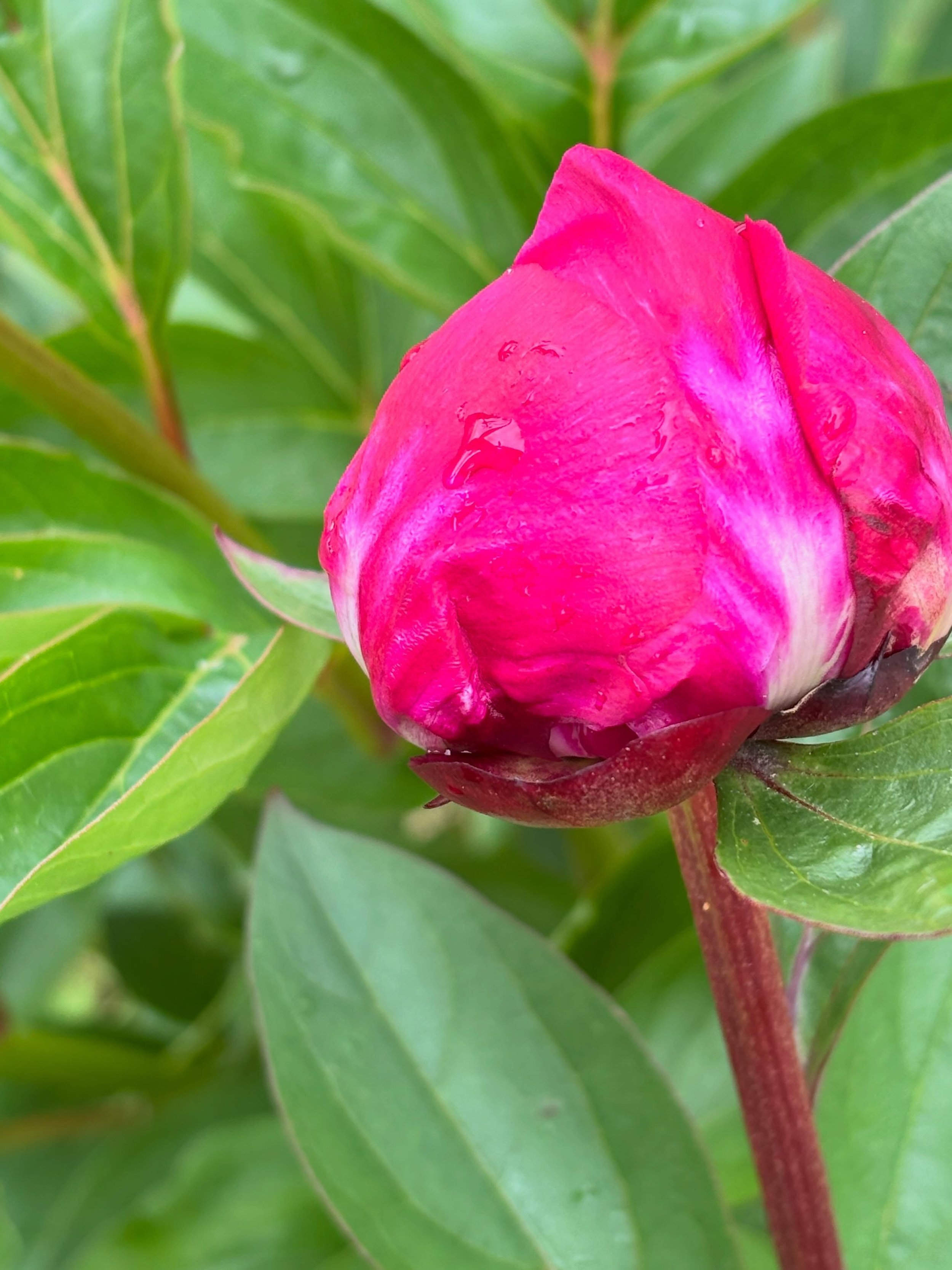 Sarah Bernhardt Red is a new addition to our peony range this year. Really looking forward to using the gorgeous double magenta blooms over the next few weeks.