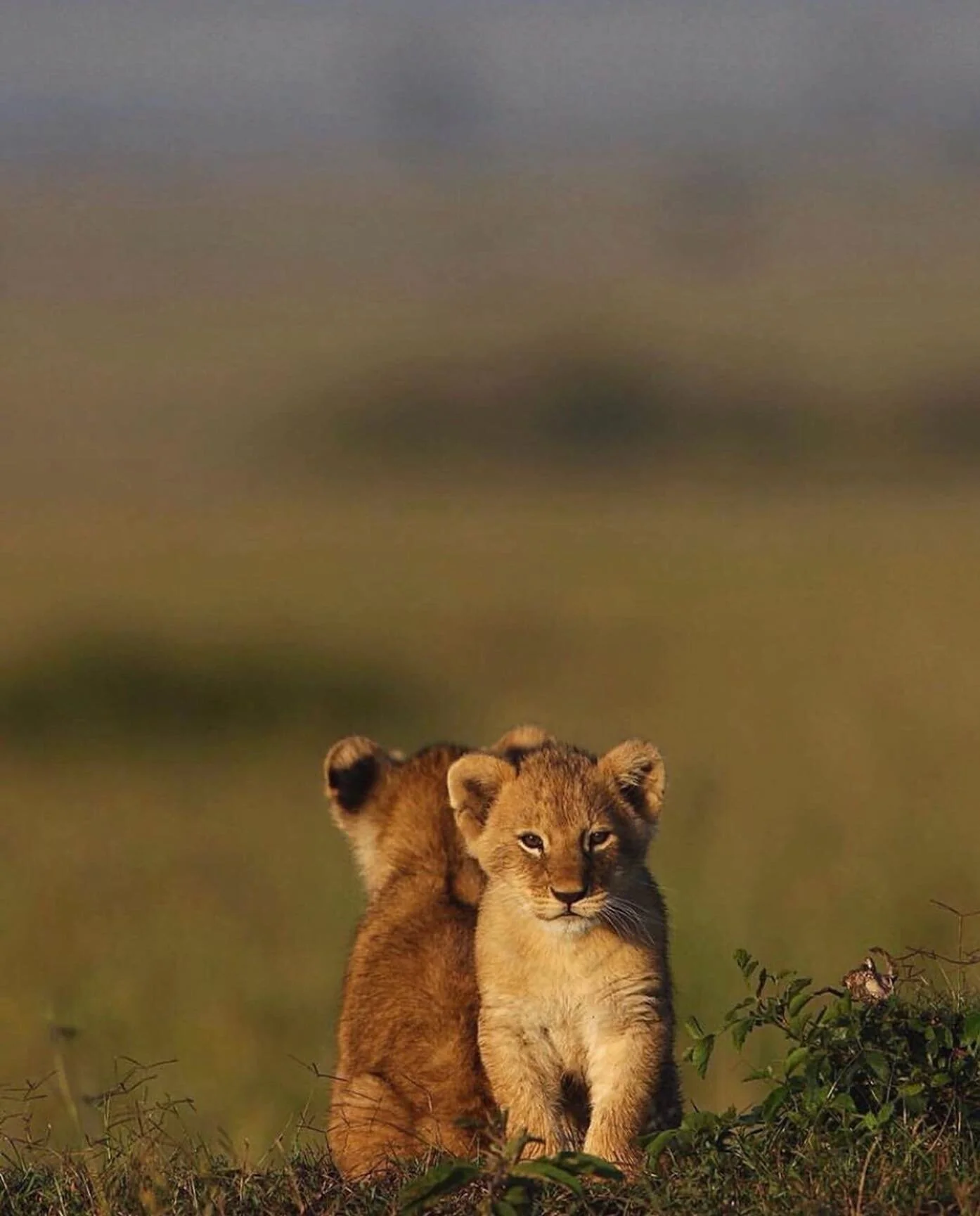 PARTNERS - photo by @natures

__
#newbraveworld #nature #inspiration (Mention @new.brave.world if you&rsquo;d like to be featured on our Instagram feed)