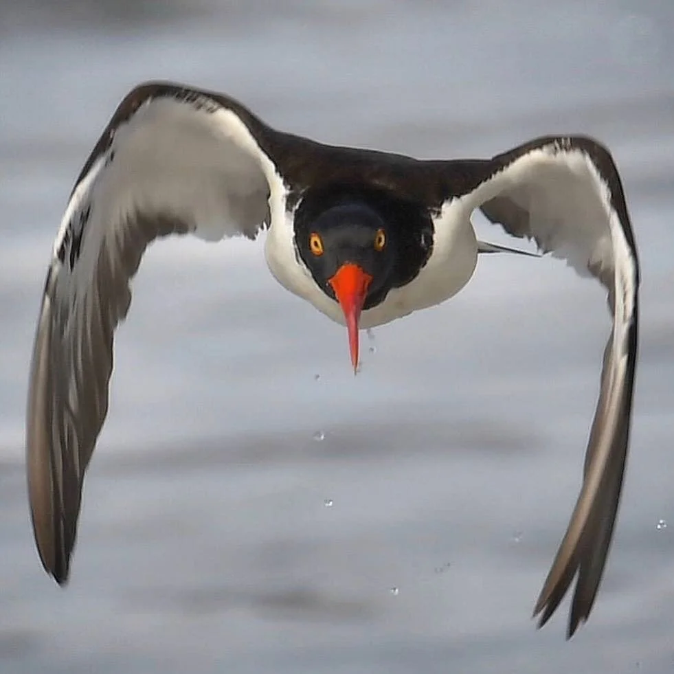 AMERICAN OYSTERCATCHER. Photo by @tikimon1021 
#newbraveworld #americanoystercatcher #inspiration #nature (Mention @new.brave.world if you&rsquo;d like to be featured on our Instagram feed)