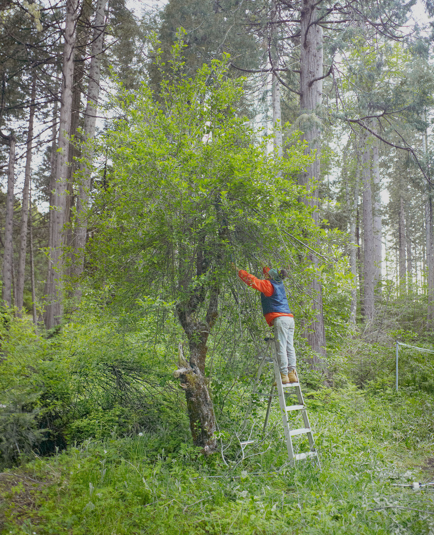 1-36.overcastpruning-copy.jpg