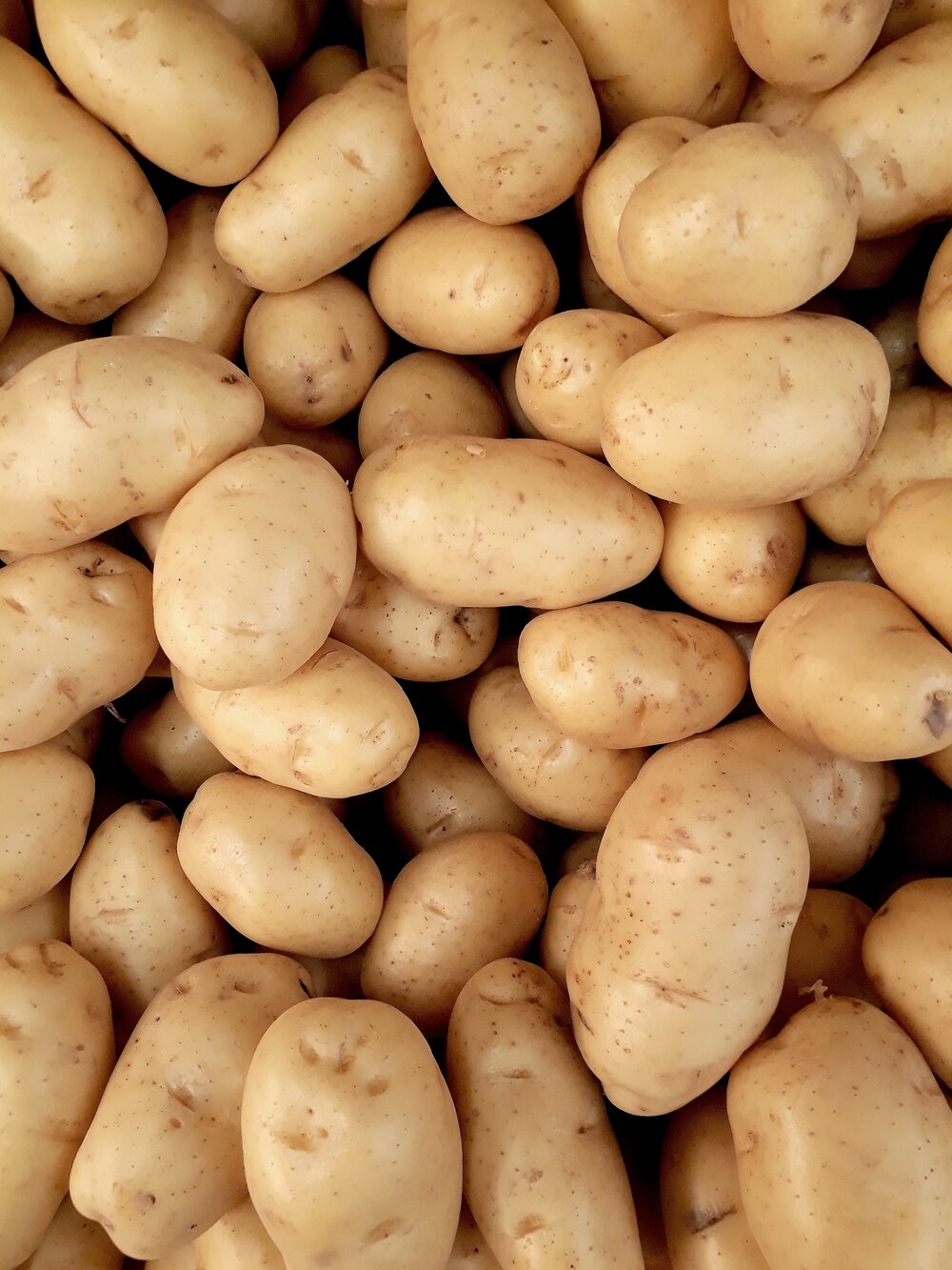 White Potatoes organic — Hails Family Farm