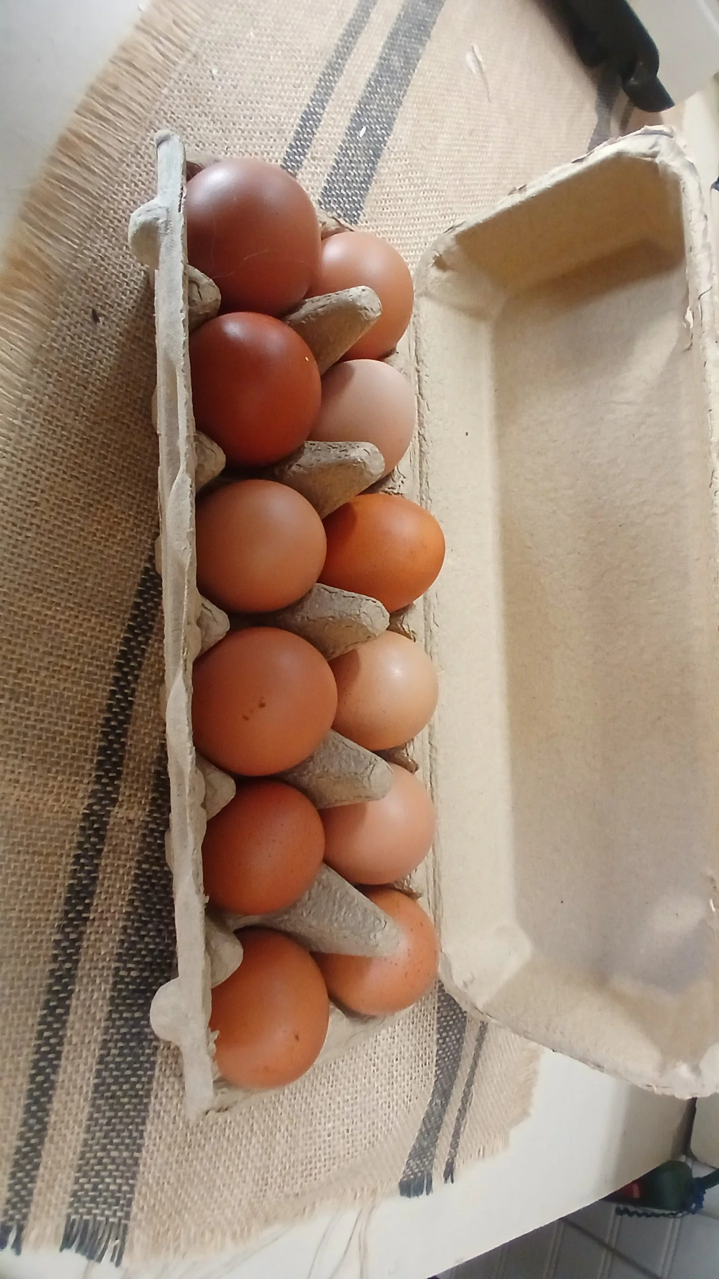 Free Range Eggs