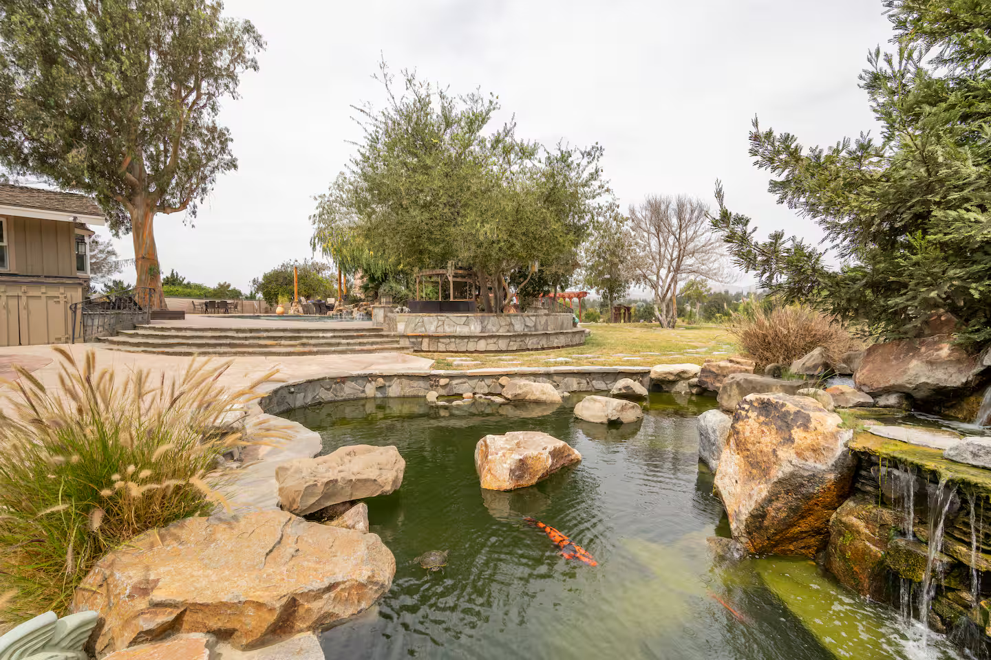 koi pond.png