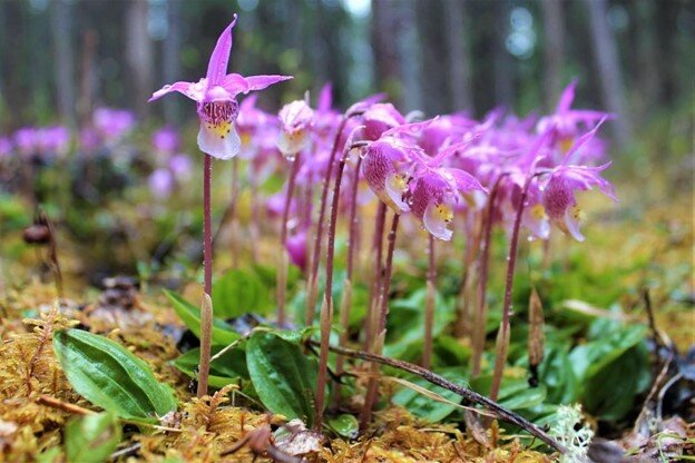 Fairy Slipper Orchid found by Adam at one of the campgrounds along the way. 