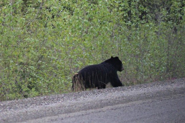 Black bear on the side of Robert Campbell Hwy. 