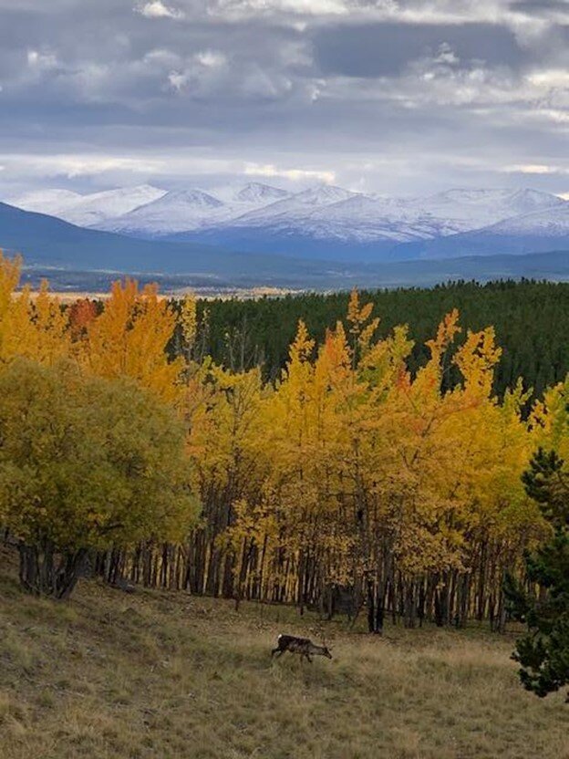 Fall colours, snow capped mountains and a caribou. 