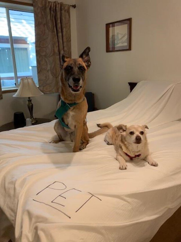 Even your furry friends can enjoy a nice comfy stay in a hotel. 