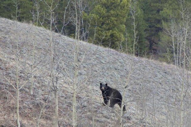 The “surprise” black bear on the ridge next to ours- making sure to keep an eye on us. 