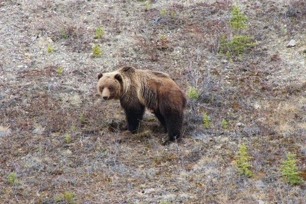 Healthy looking Grizzly just outside of Faro. 