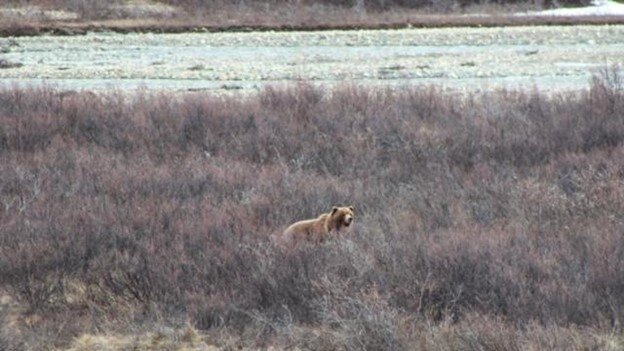Grizzly playing peek-a-boo in the thicket along the Haines Pass.