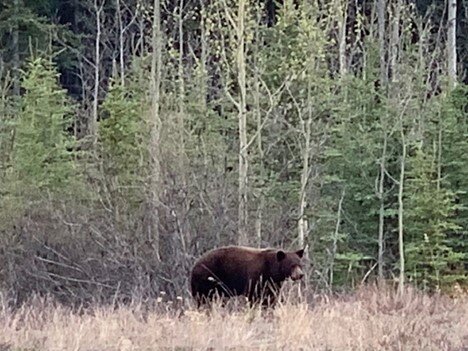 Black bear (brown in colour) hanging out beside the highway. 