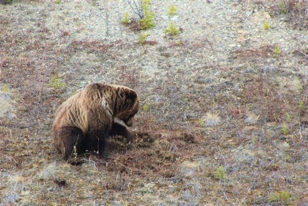Grizzly digging up some roots just outside of Faro. 