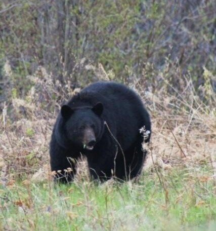 Healthy looking black bear along the highway. 