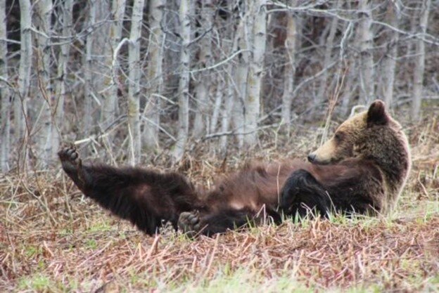 Grizzly stretching out. Check out those claws! 