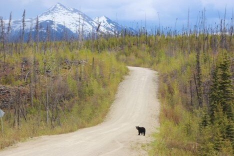 The welcome committee for the Nahanni Range Road. 
