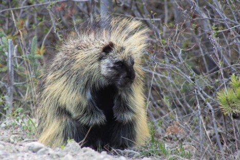 One of the 46 porcupines we saw. 