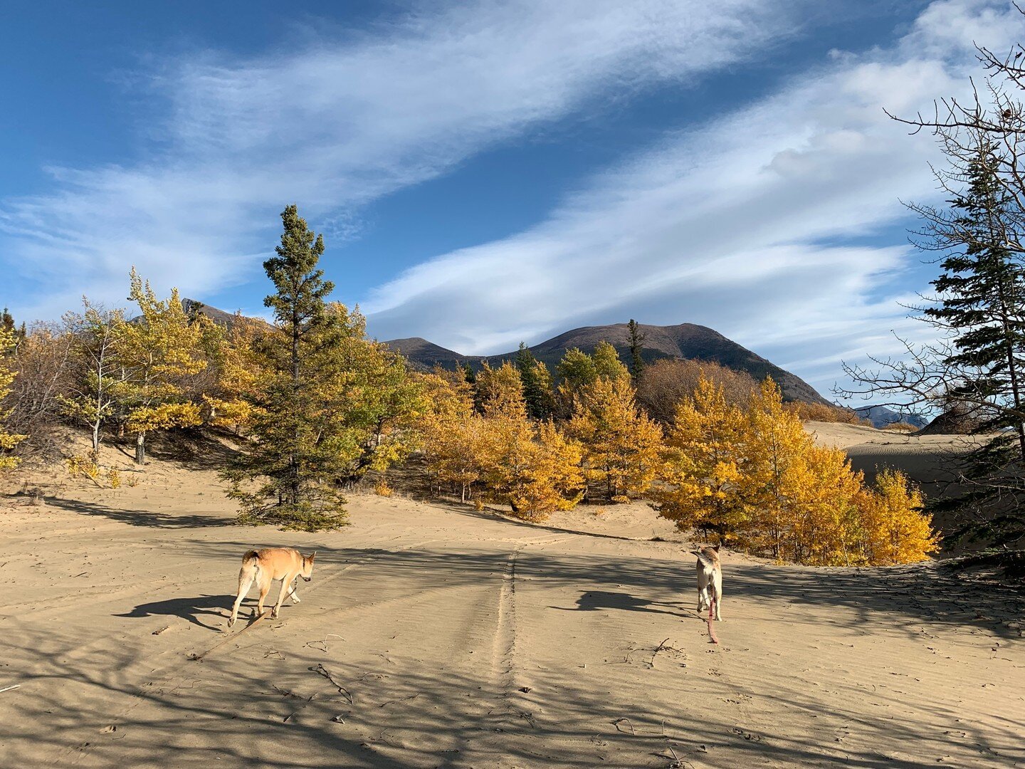 Did you know... 
That the Yukon is home to the world's smallest desert? Located in Carcross, Yukon, this &quot;miniature&quot; desert measures 2.6 km. 

📷 Laurie Luciano &amp; the pups

#theyukoniscalling #YukonTours #ExploreYukon #ExploreCanada
