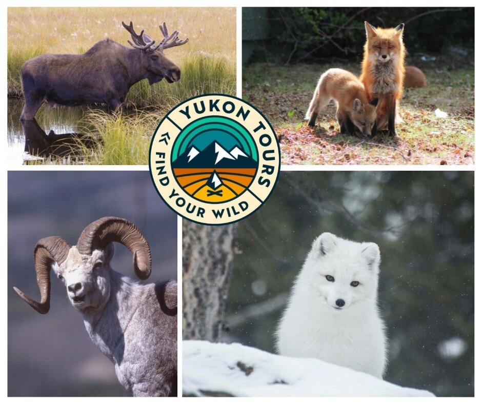 The Yukon Tours team wants to know... 

What is your favorite Yukon animal? Is it the sneaky Red Fox that strolls the streets of Whitehorse, or the Moose that roams our Boreal Forest? 

Did you know you could see these northern critters for yourself?