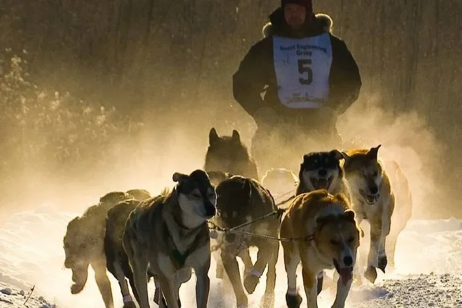 A person running with a team of sled dogs in a snowy, cold environment during sunrise or sunset, with the dogs pulling the sled and kicking up snow.
