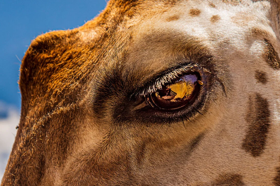 Girafes' Eye